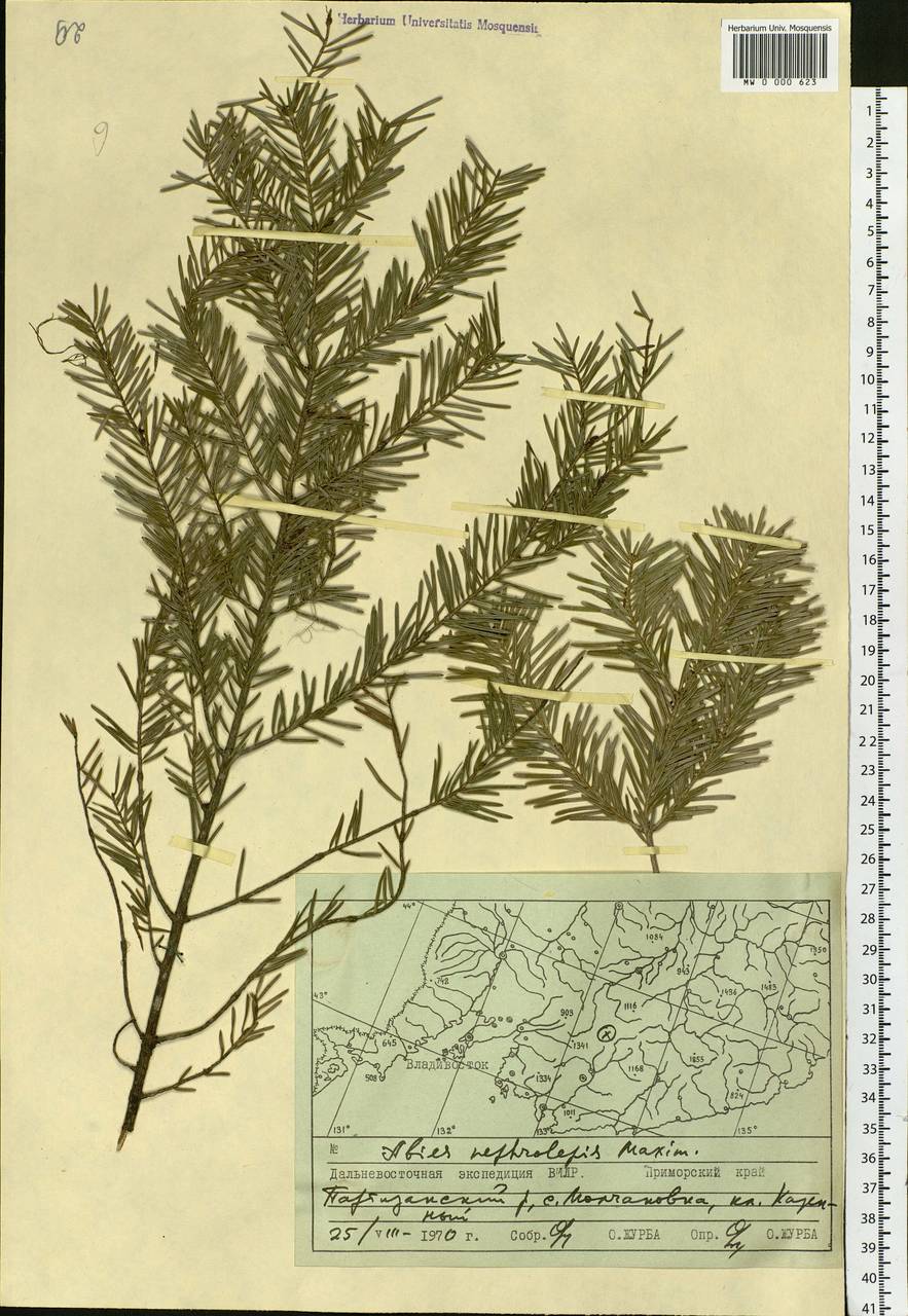 Abies nephrolepis (Trautv. ex Maxim.) Maxim., Siberia, Russian Far East (S6) (Russia)