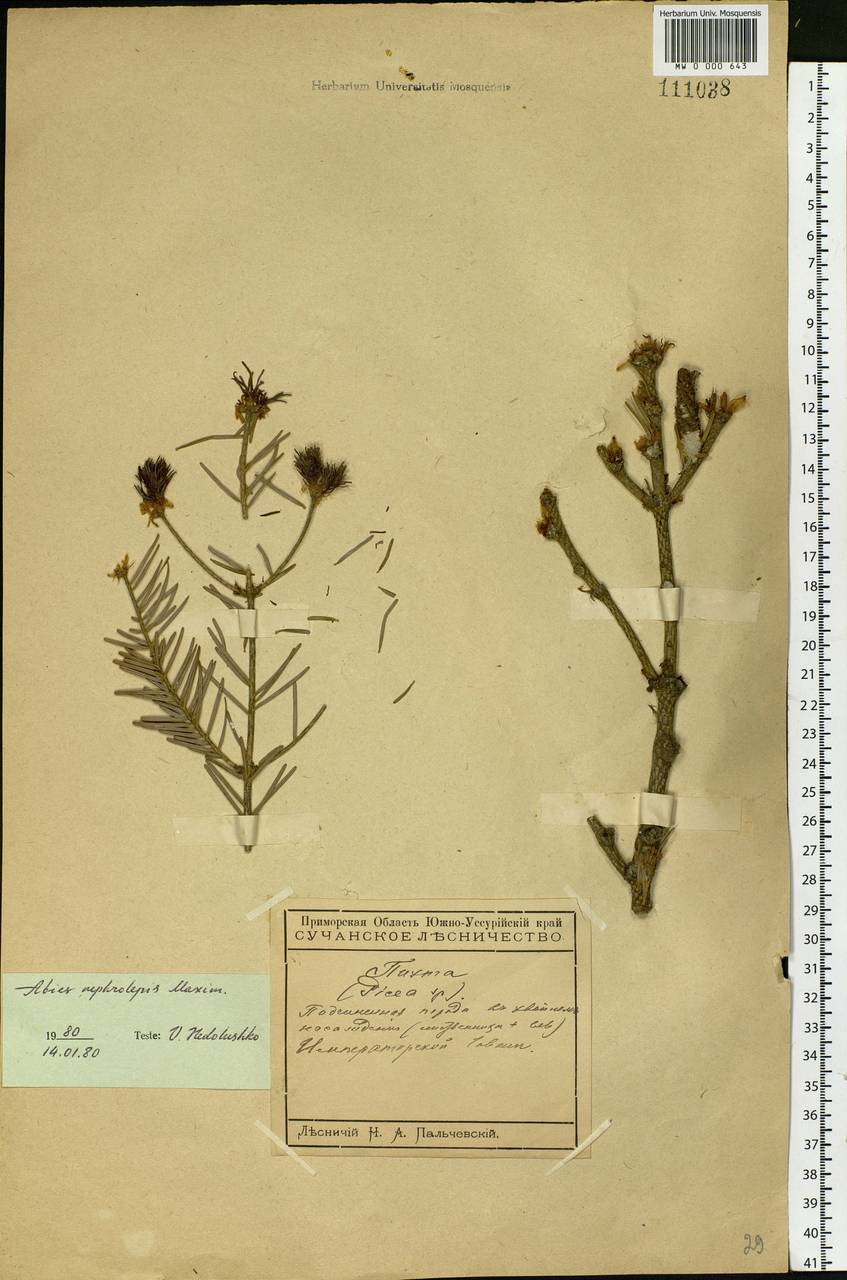 Abies nephrolepis (Trautv. ex Maxim.) Maxim., Siberia, Russian Far East (S6) (Russia)