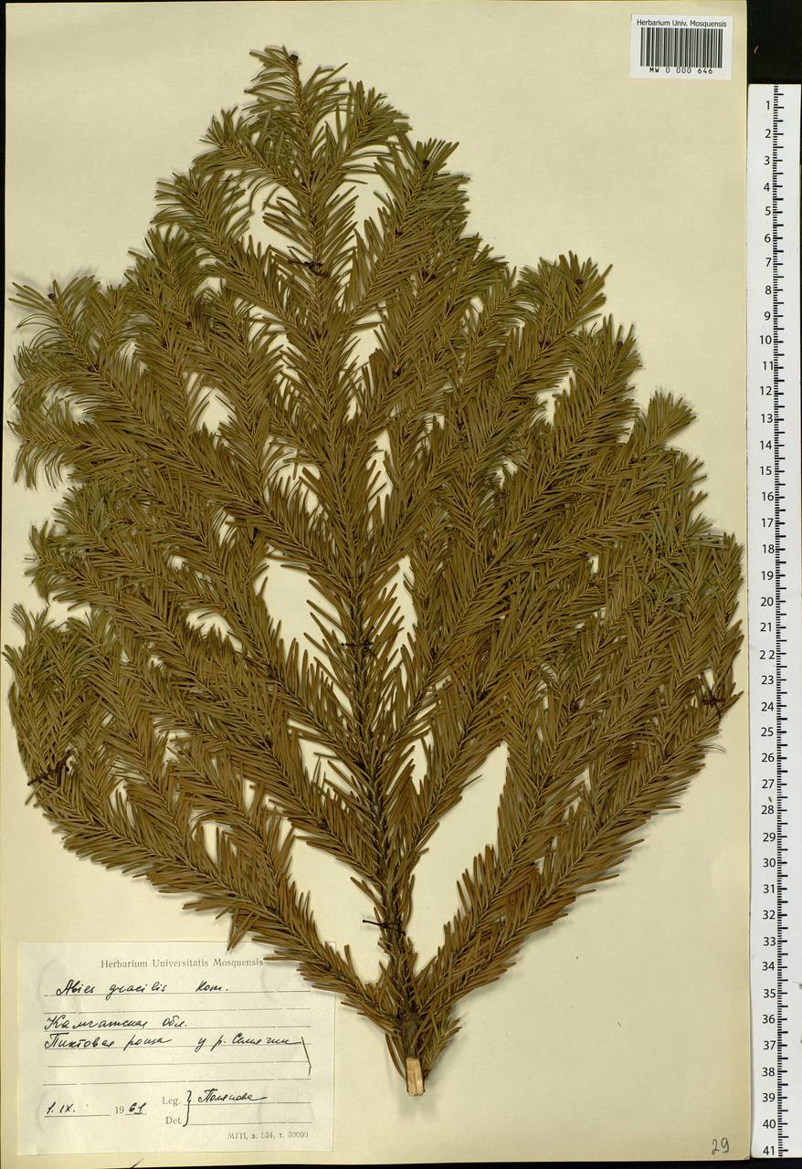 Abies sachalinensis var. gracilis (Kom.) Farjon, Siberia, Chukotka & Kamchatka (S7) (Russia)