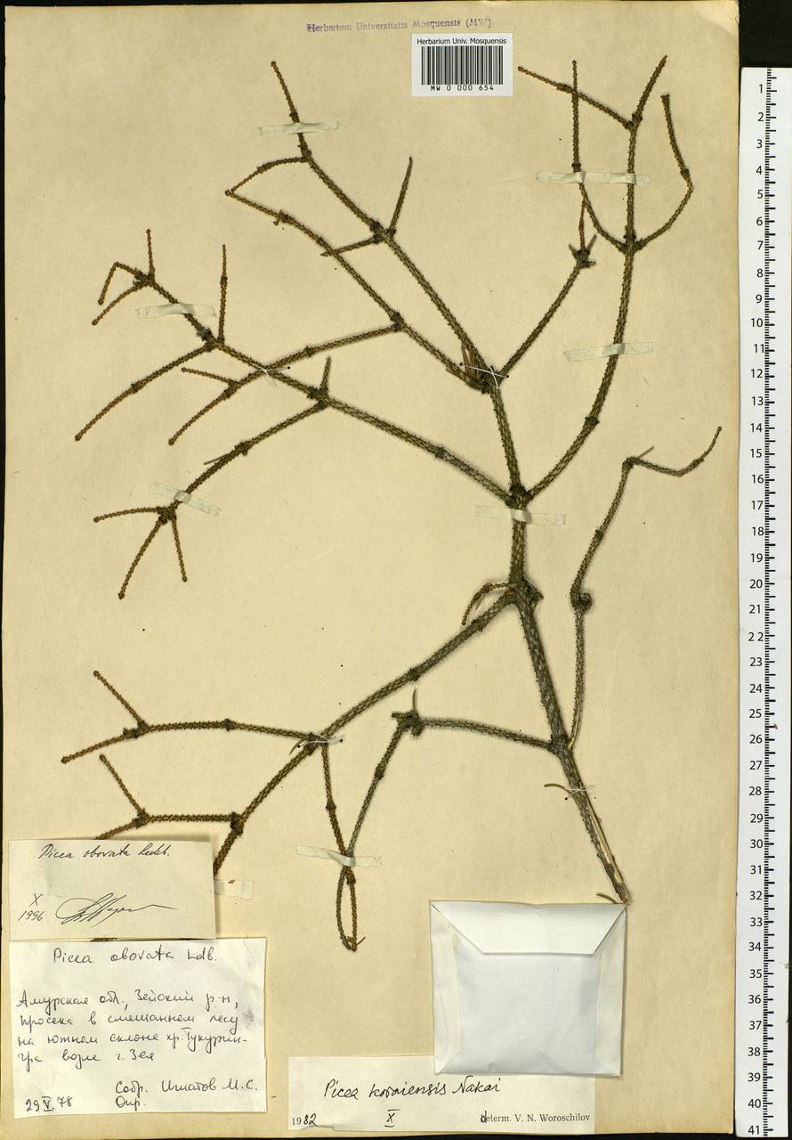 Picea obovata Ledeb., Siberia, Russian Far East (S6) (Russia)