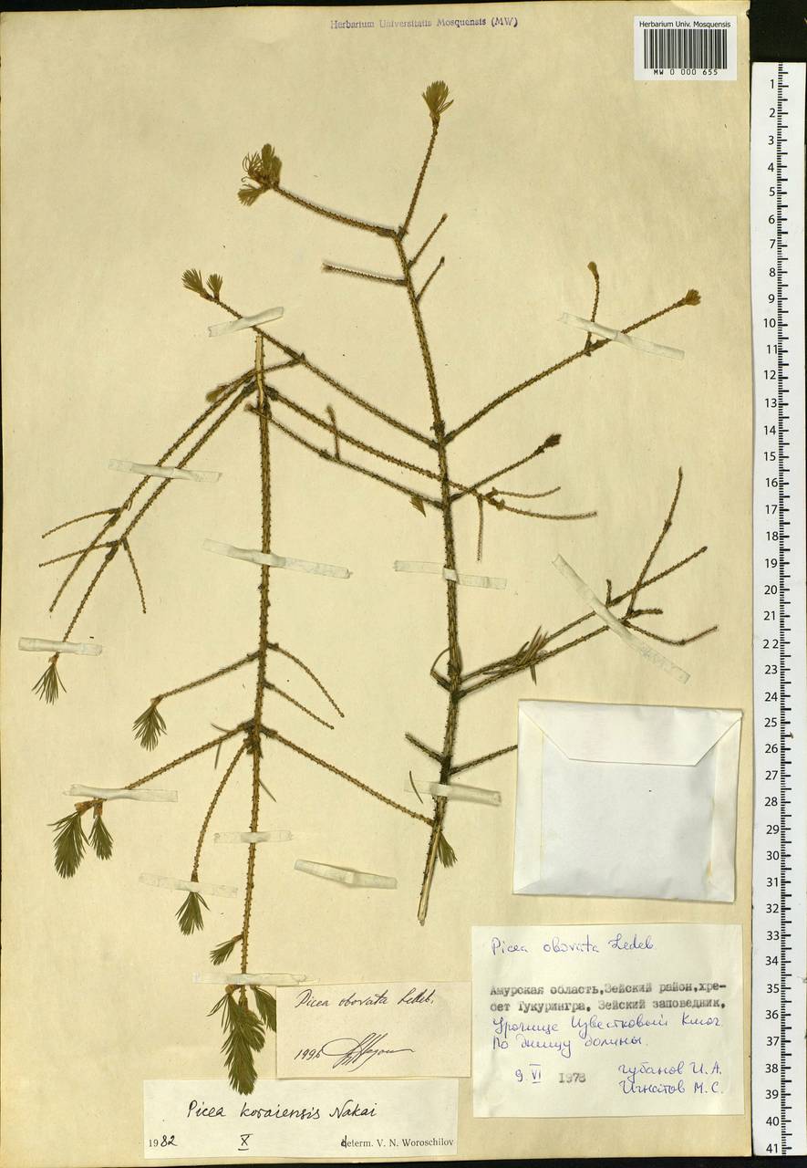 Picea obovata Ledeb., Siberia, Russian Far East (S6) (Russia)