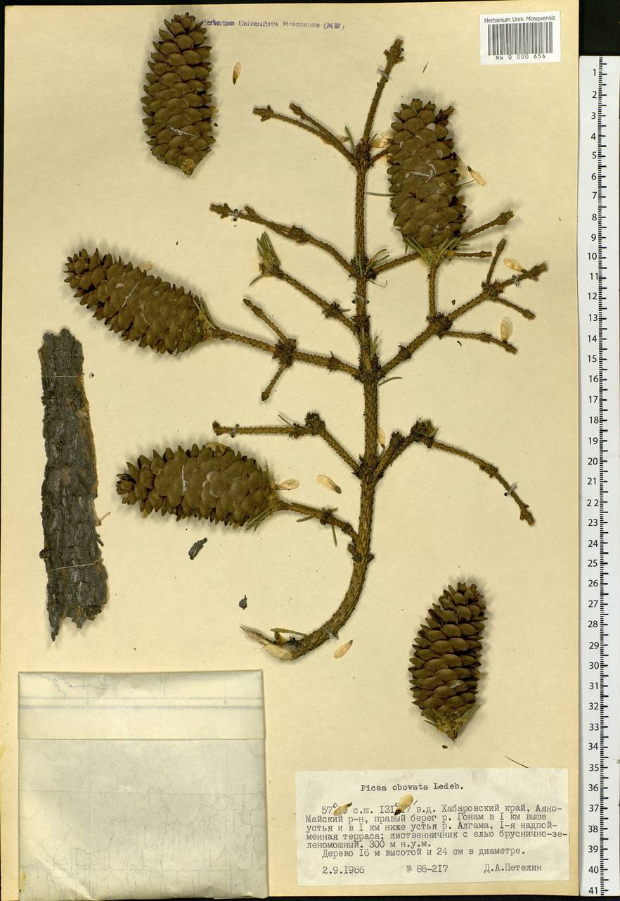 Picea obovata Ledeb., Siberia, Russian Far East (S6) (Russia)