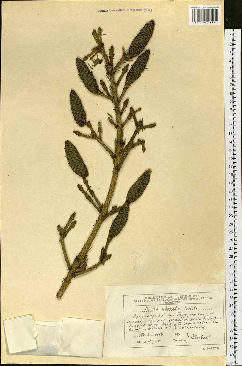 Picea obovata Ledeb., Siberia, Central Siberia (S3) (Russia)