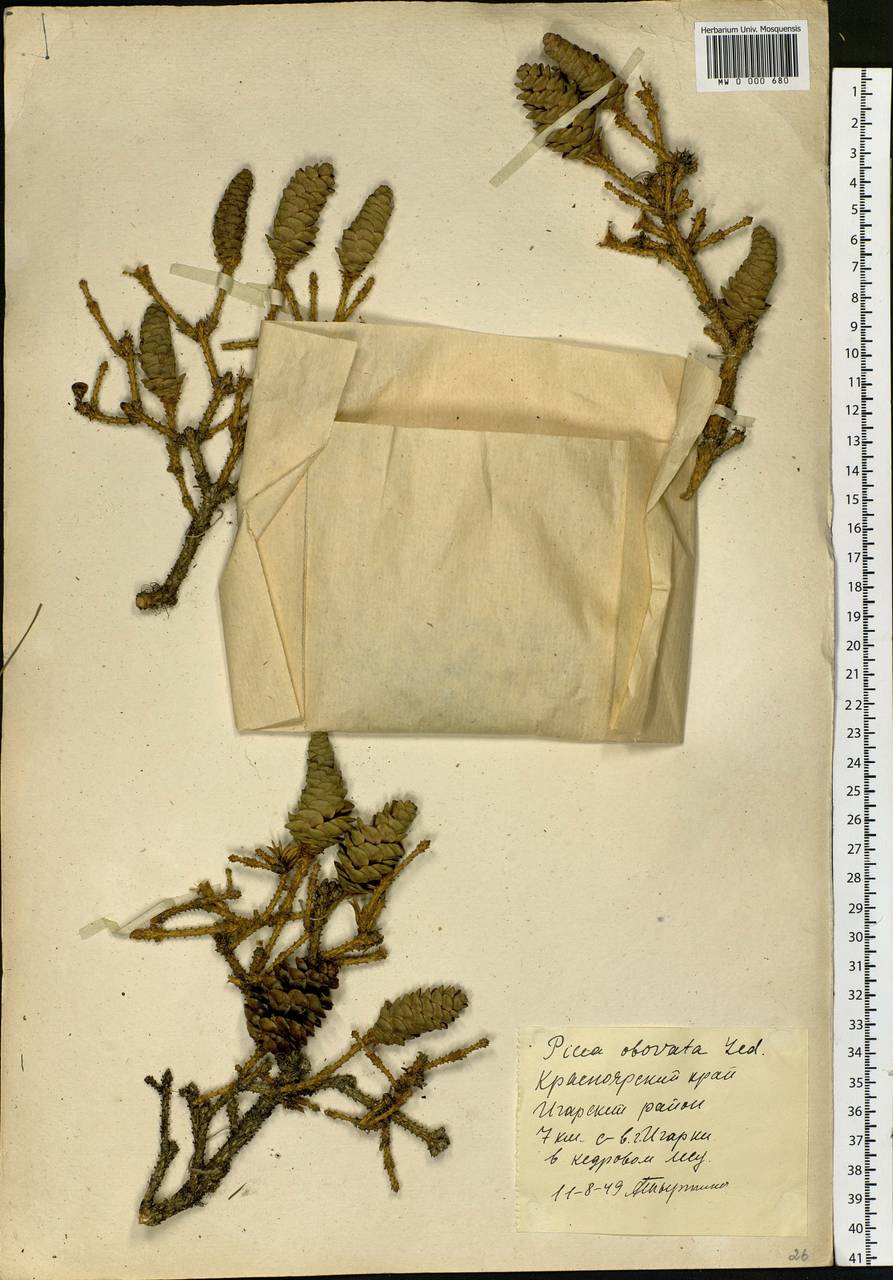 Picea obovata Ledeb., Siberia, Central Siberia (S3) (Russia)