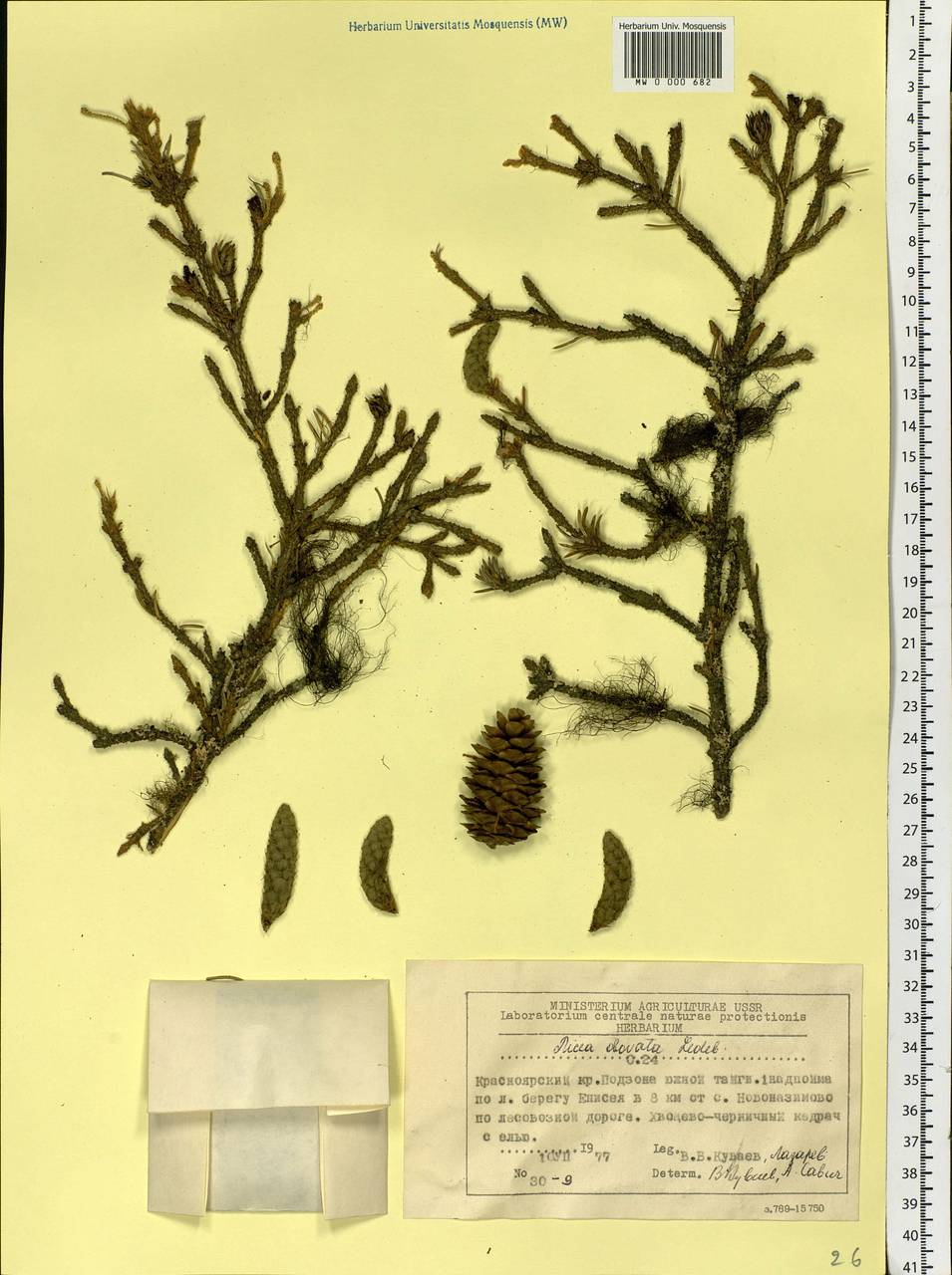 Picea obovata Ledeb., Siberia, Central Siberia (S3) (Russia)