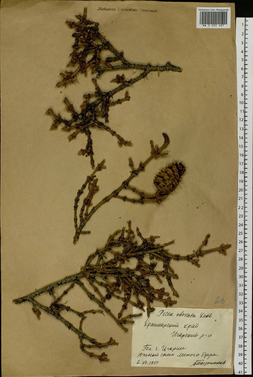 Picea obovata Ledeb., Siberia, Central Siberia (S3) (Russia)