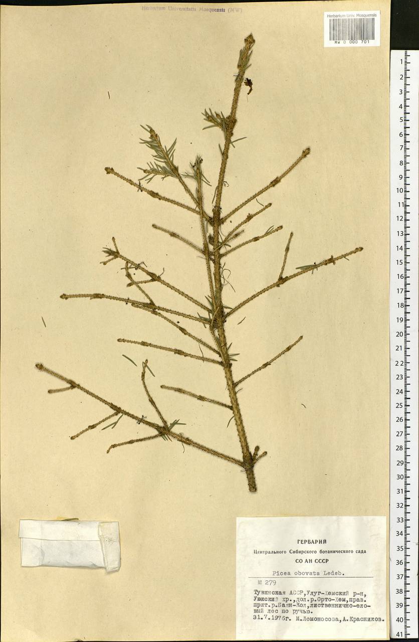 Picea obovata Ledeb., Siberia, Altai & Sayany Mountains (S2) (Russia)