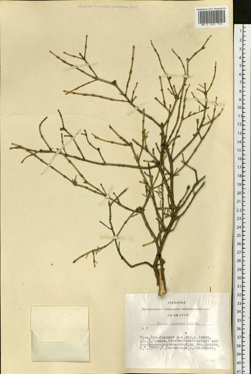 Picea obovata Ledeb., Siberia, Altai & Sayany Mountains (S2) (Russia)