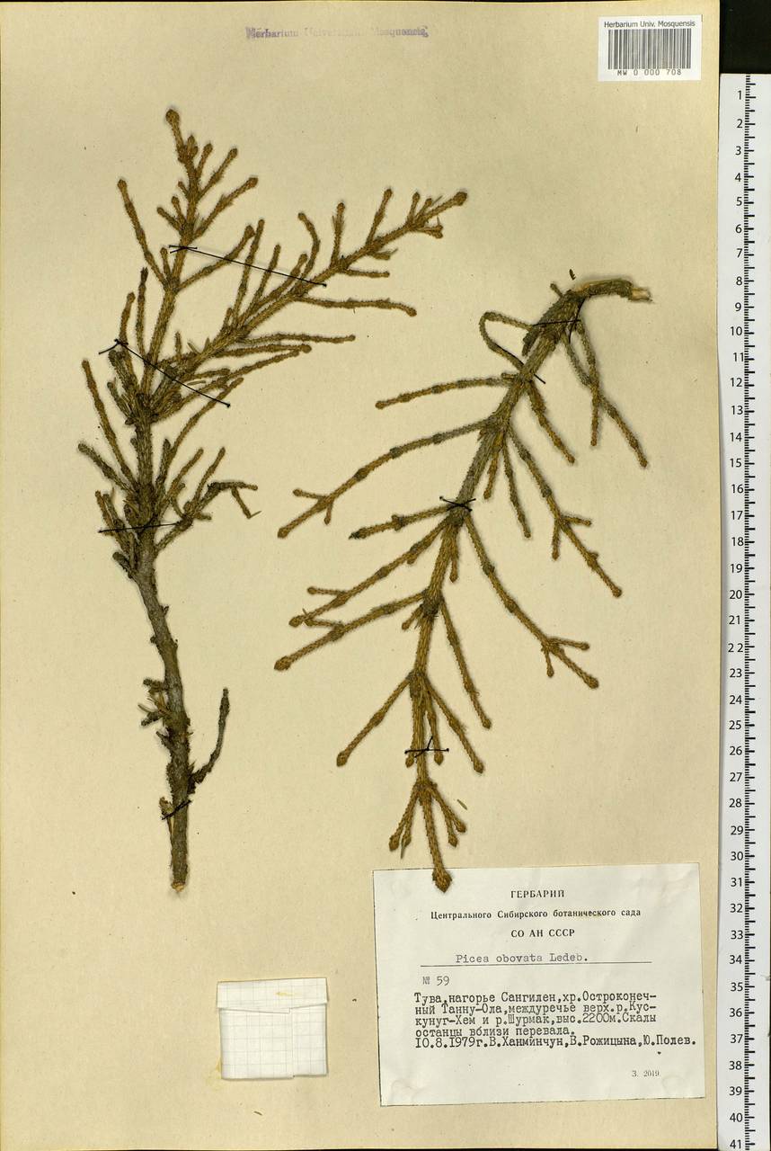 Picea obovata Ledeb., Siberia, Altai & Sayany Mountains (S2) (Russia)