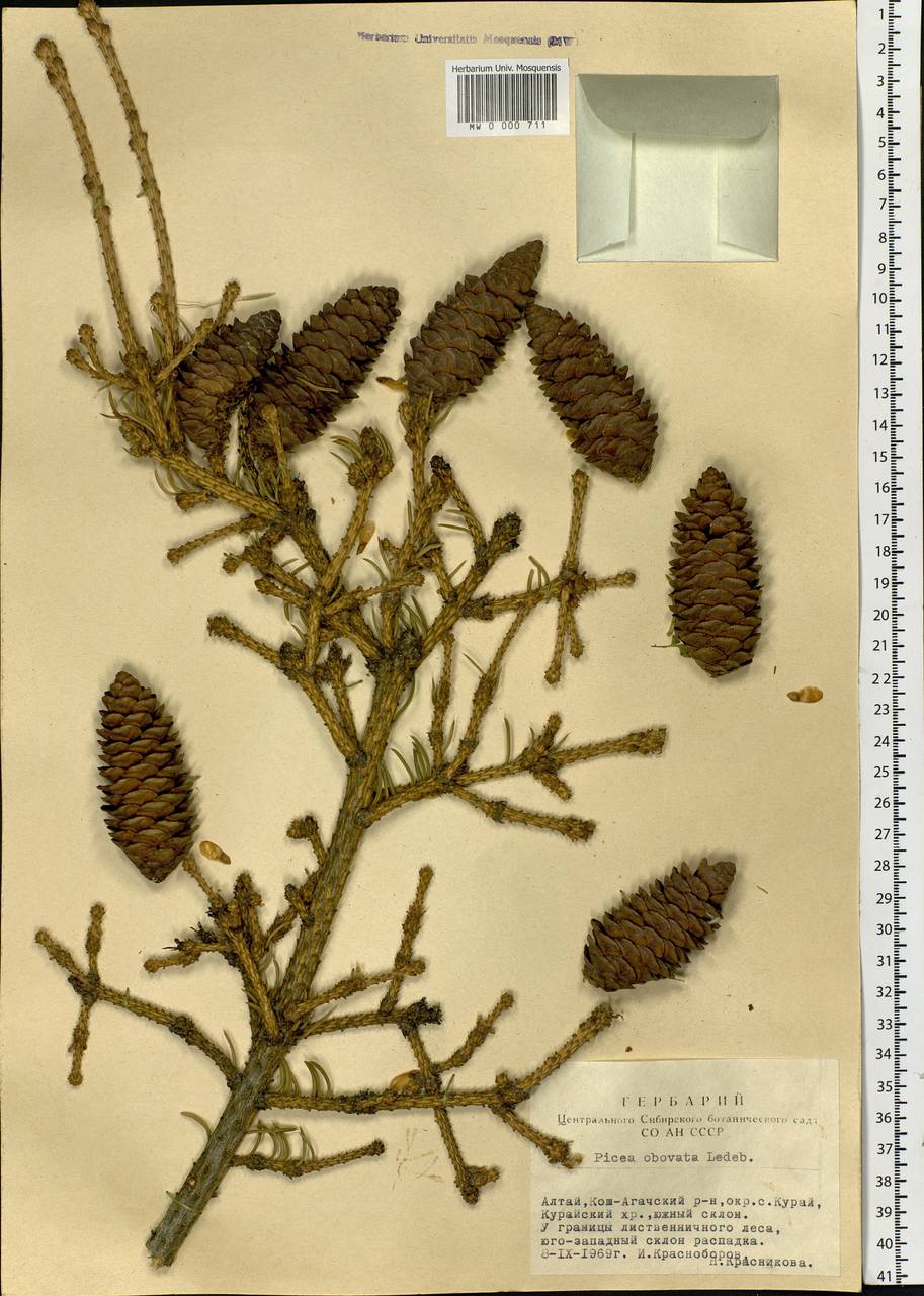 Picea obovata Ledeb., Siberia, Altai & Sayany Mountains (S2) (Russia)