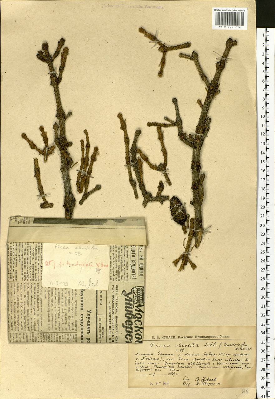 Picea obovata Ledeb., Eastern Europe, Northern region (E1) (Russia)