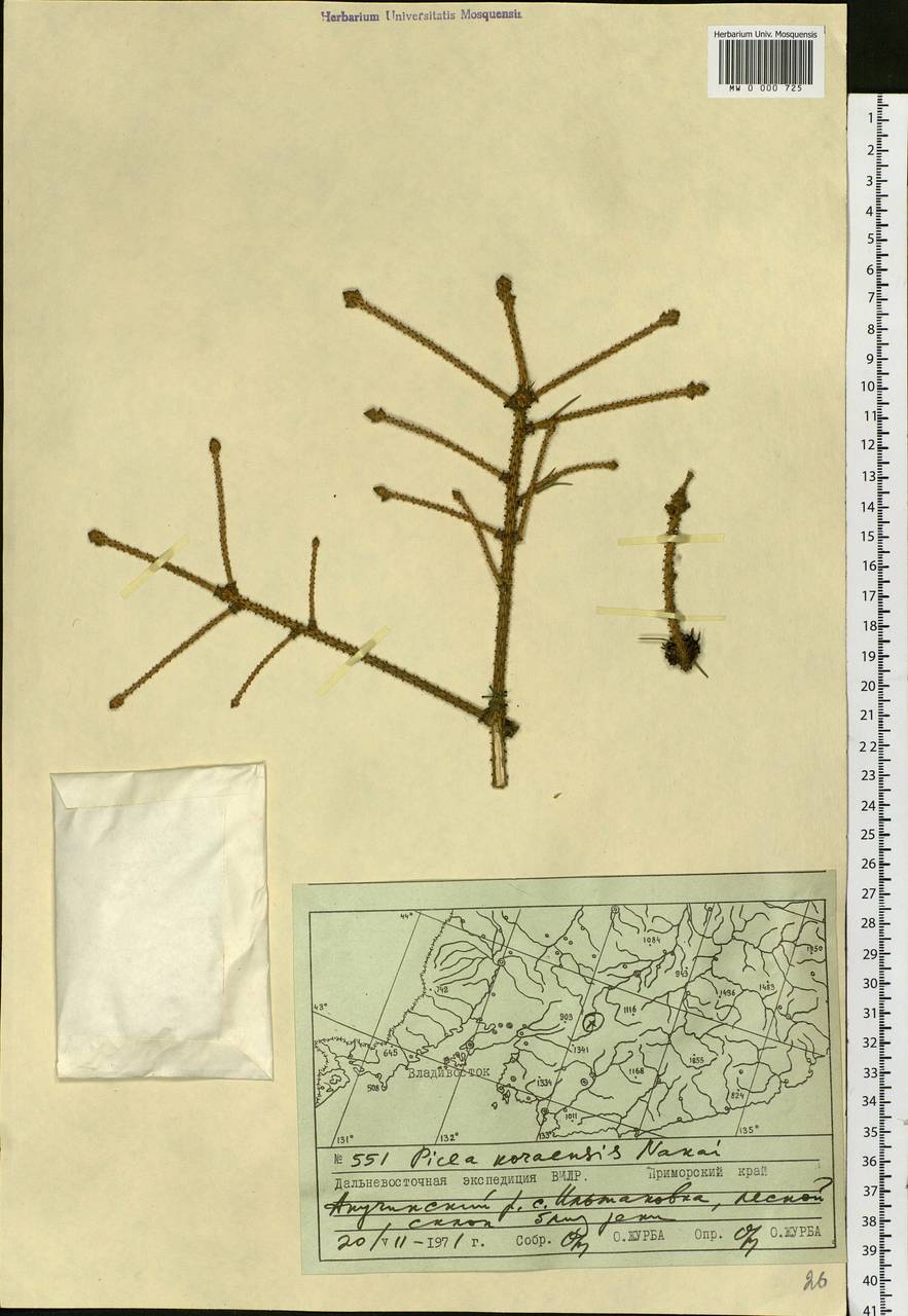 Picea koraiensis Nakai, Siberia, Russian Far East (S6) (Russia)