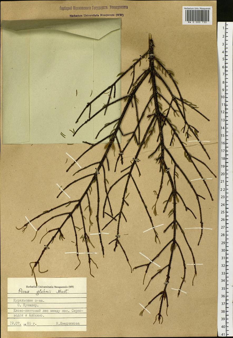 Picea glehnii (F.Schmidt) Mast., Siberia, Russian Far East (S6) (Russia)