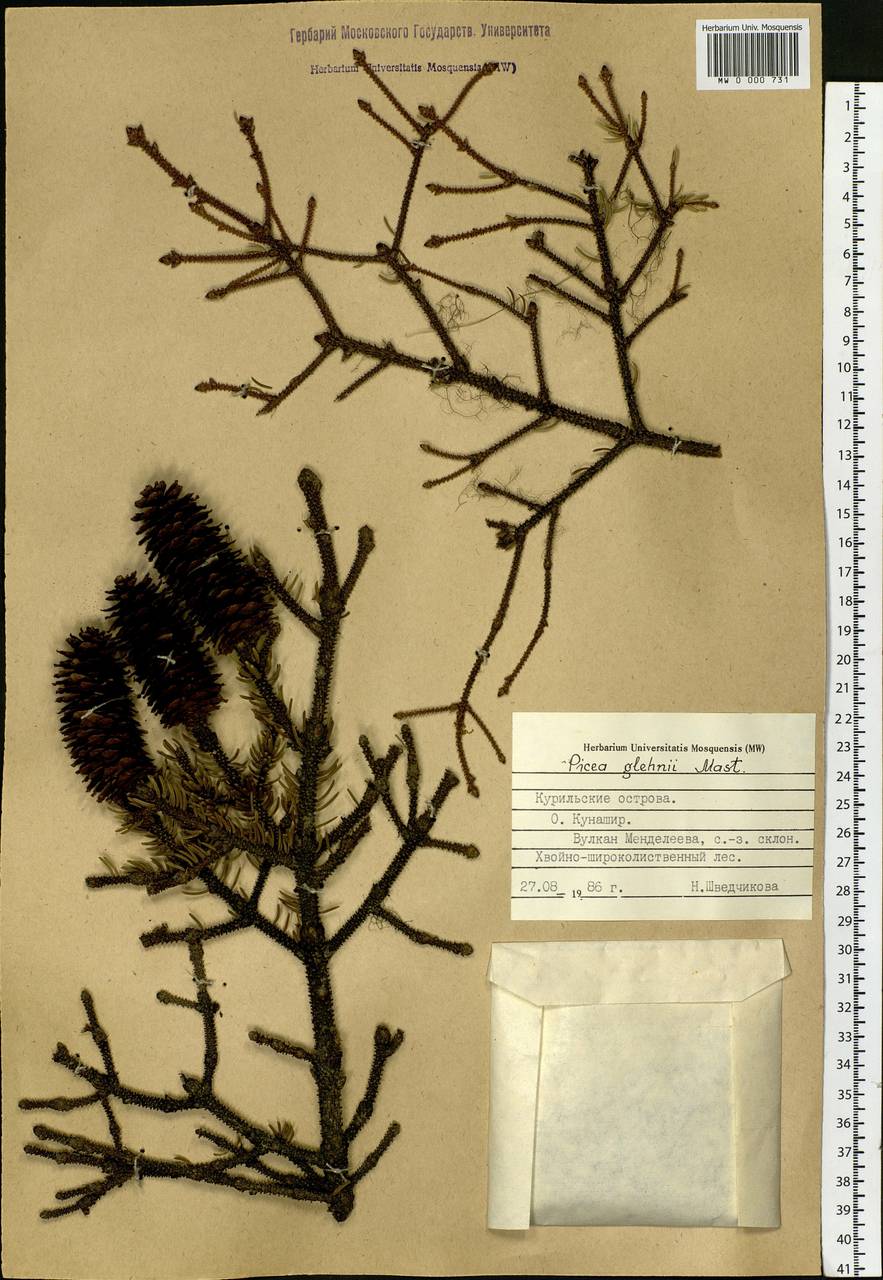 Picea glehnii (F. Schmidt) Mast., Siberia, Russian Far East (S6) (Russia)