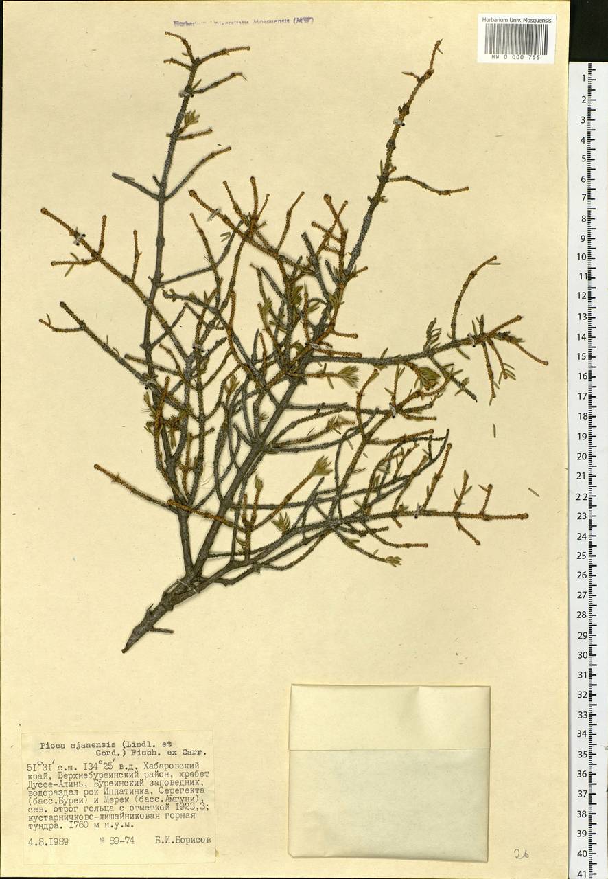 Picea brachytyla var. brachytyla, Siberia, Russian Far East (S6) (Russia)
