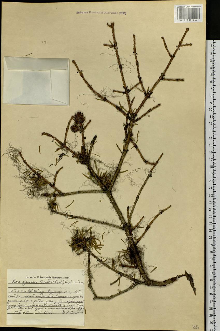 Picea brachytyla var. brachytyla, Siberia, Russian Far East (S6) (Russia)