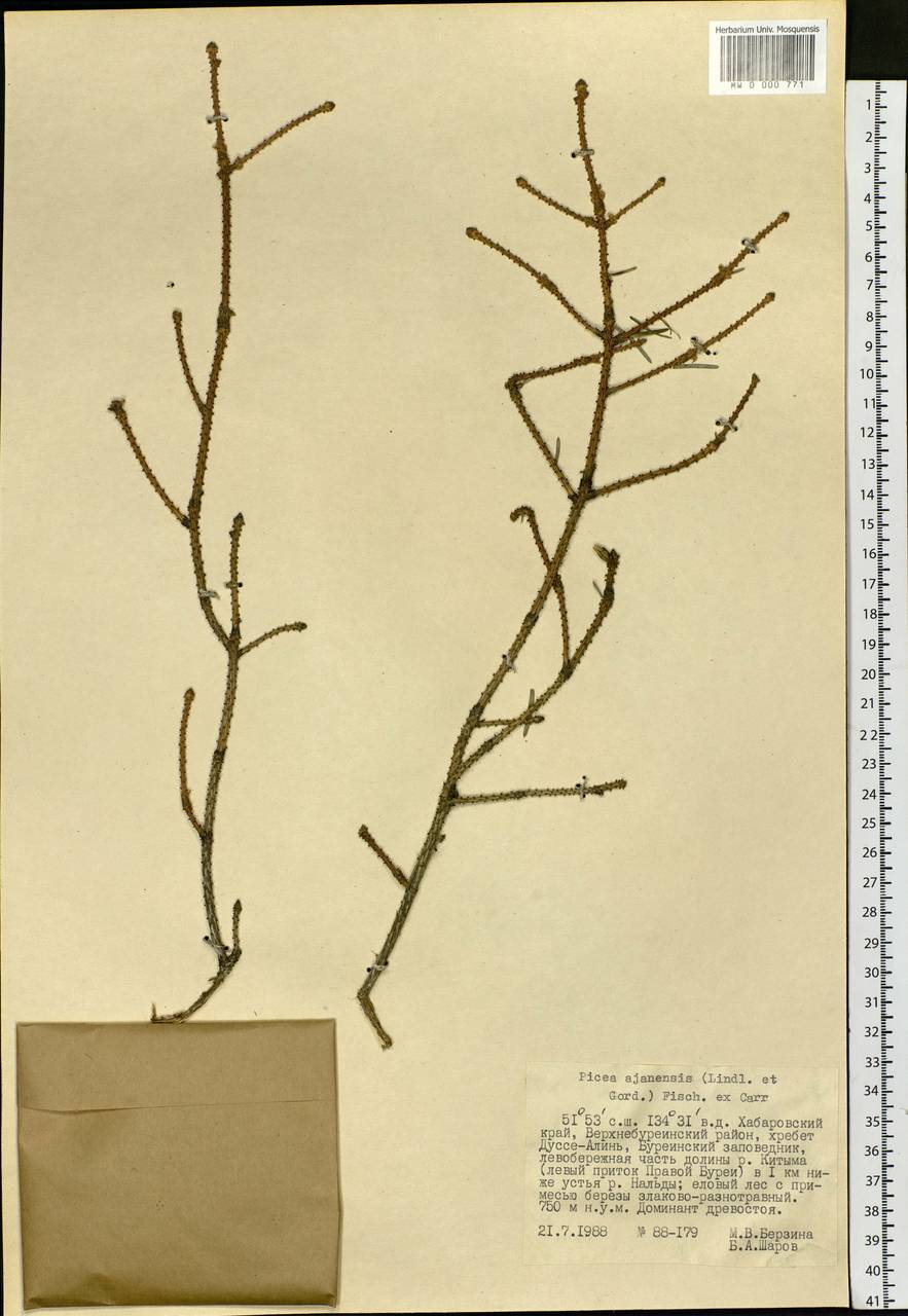 Picea brachytyla var. brachytyla, Siberia, Russian Far East (S6) (Russia)