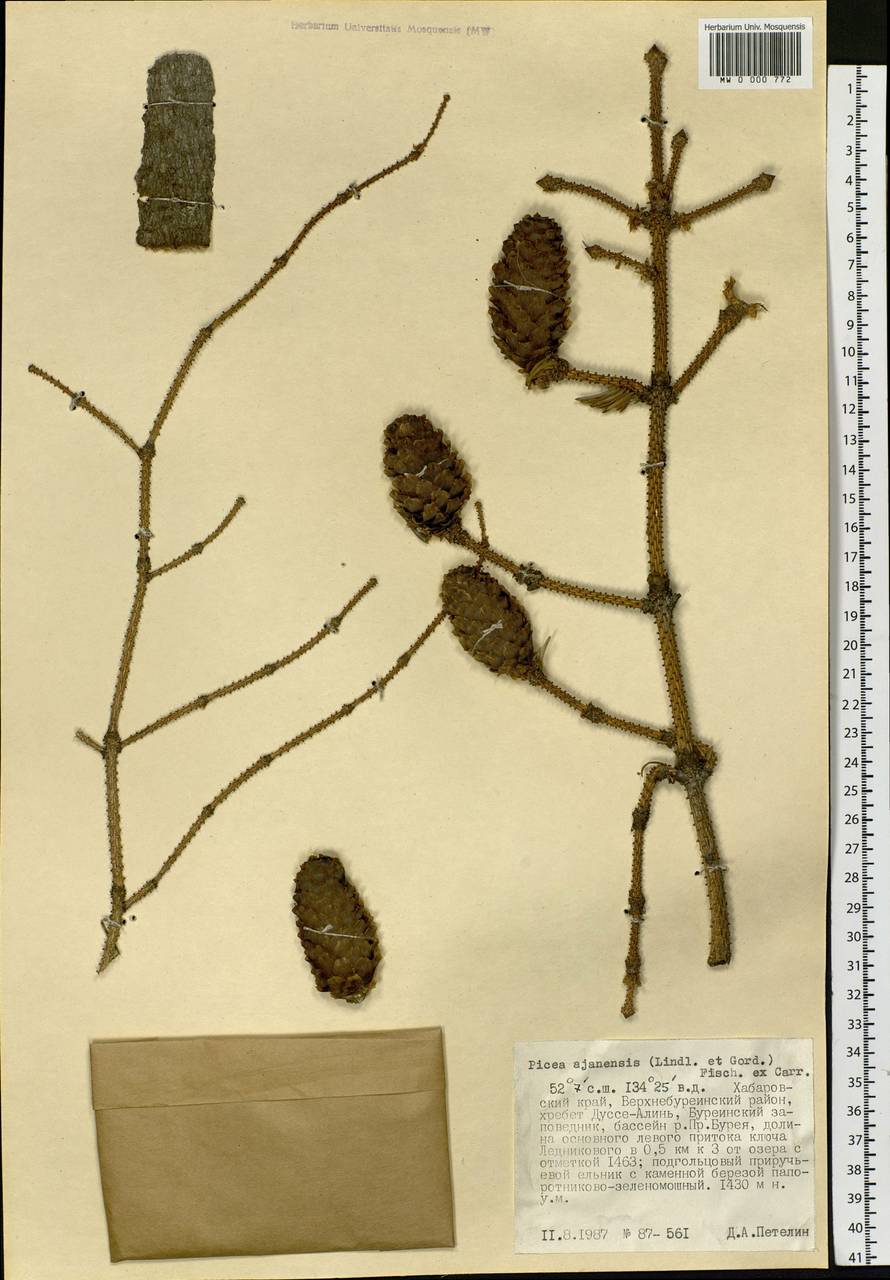 Picea brachytyla var. brachytyla, Siberia, Russian Far East (S6) (Russia)