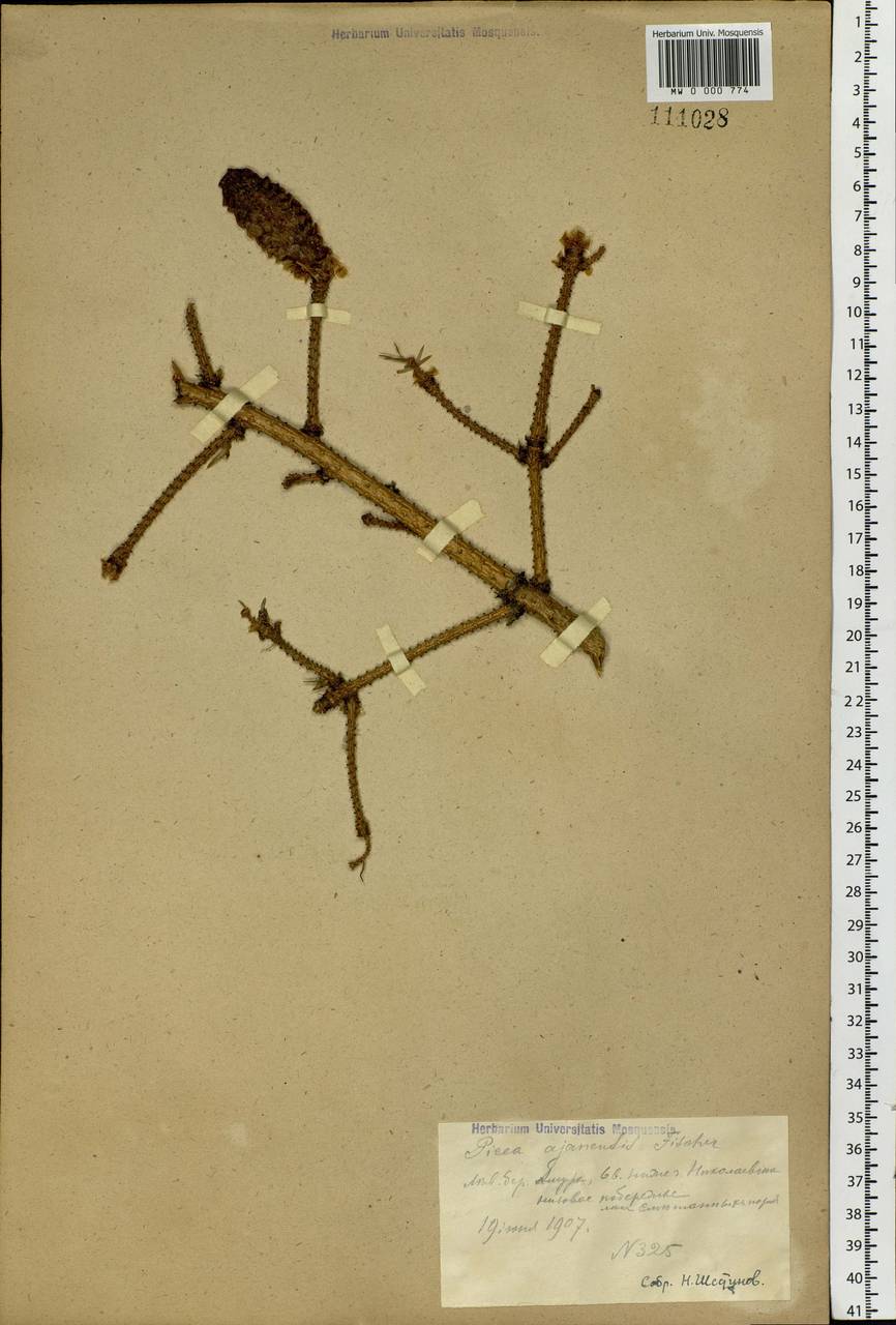 Picea brachytyla var. brachytyla, Siberia, Russian Far East (S6) (Russia)