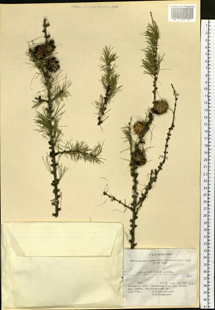 Larix sibirica Ledeb., Siberia, Baikal & Transbaikal region (S4) (Russia)