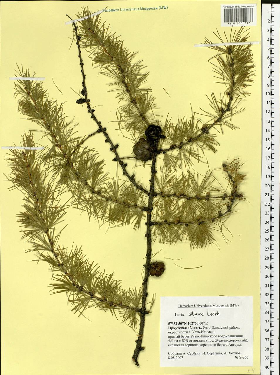 Larix sibirica Ledeb., Siberia, Baikal & Transbaikal region (S4) (Russia)