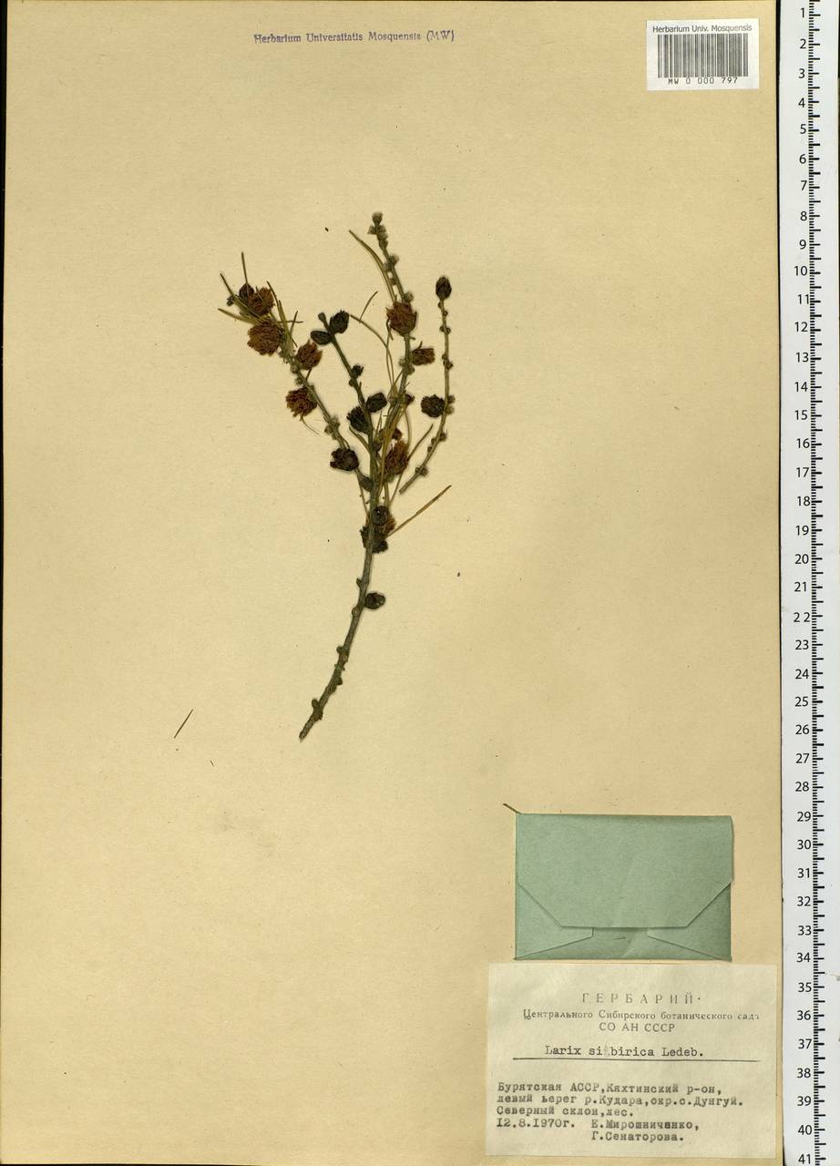 Larix sibirica Ledeb., Siberia, Baikal & Transbaikal region (S4) (Russia)