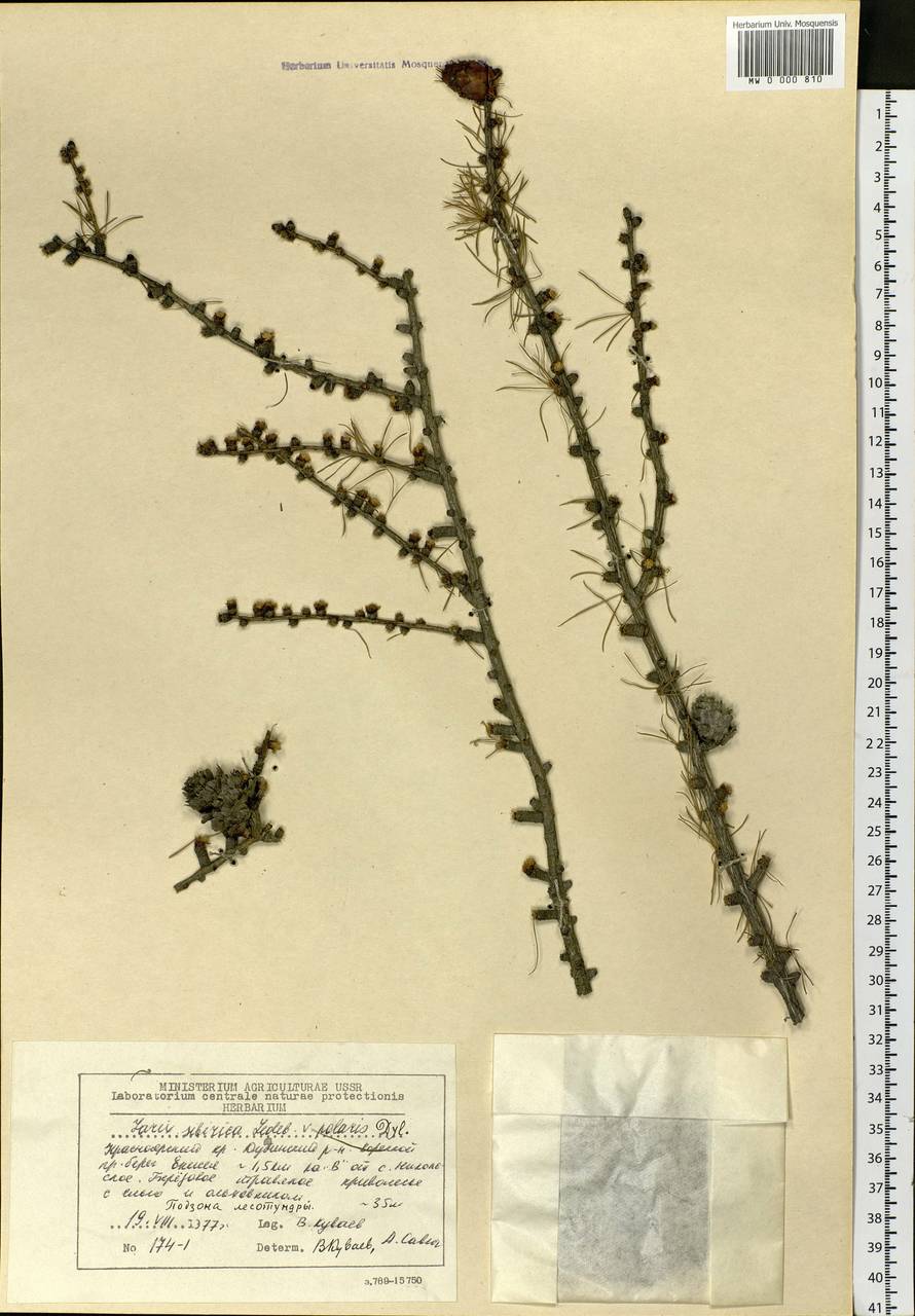 Larix sibirica Ledeb., Siberia, Central Siberia (S3) (Russia)