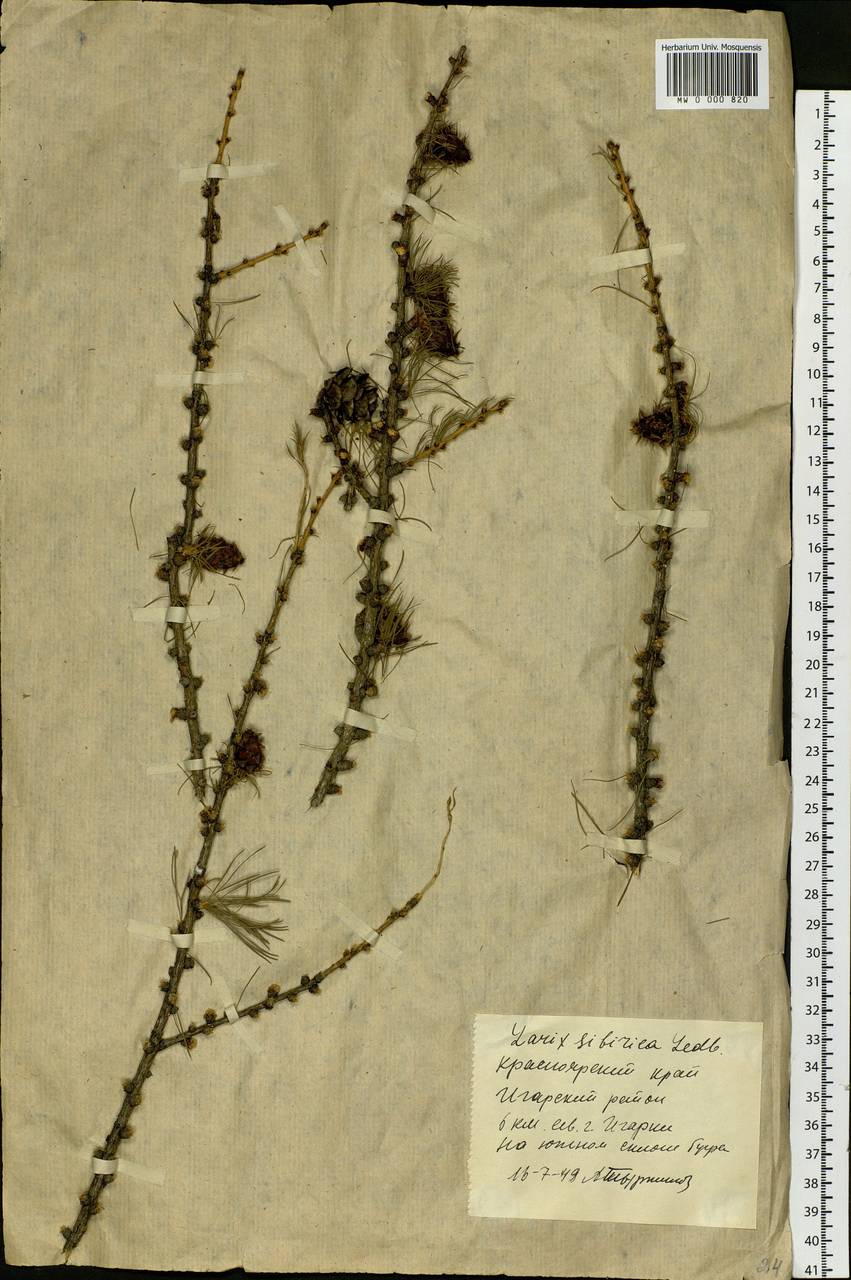 Larix sibirica Ledeb., Siberia, Central Siberia (S3) (Russia)