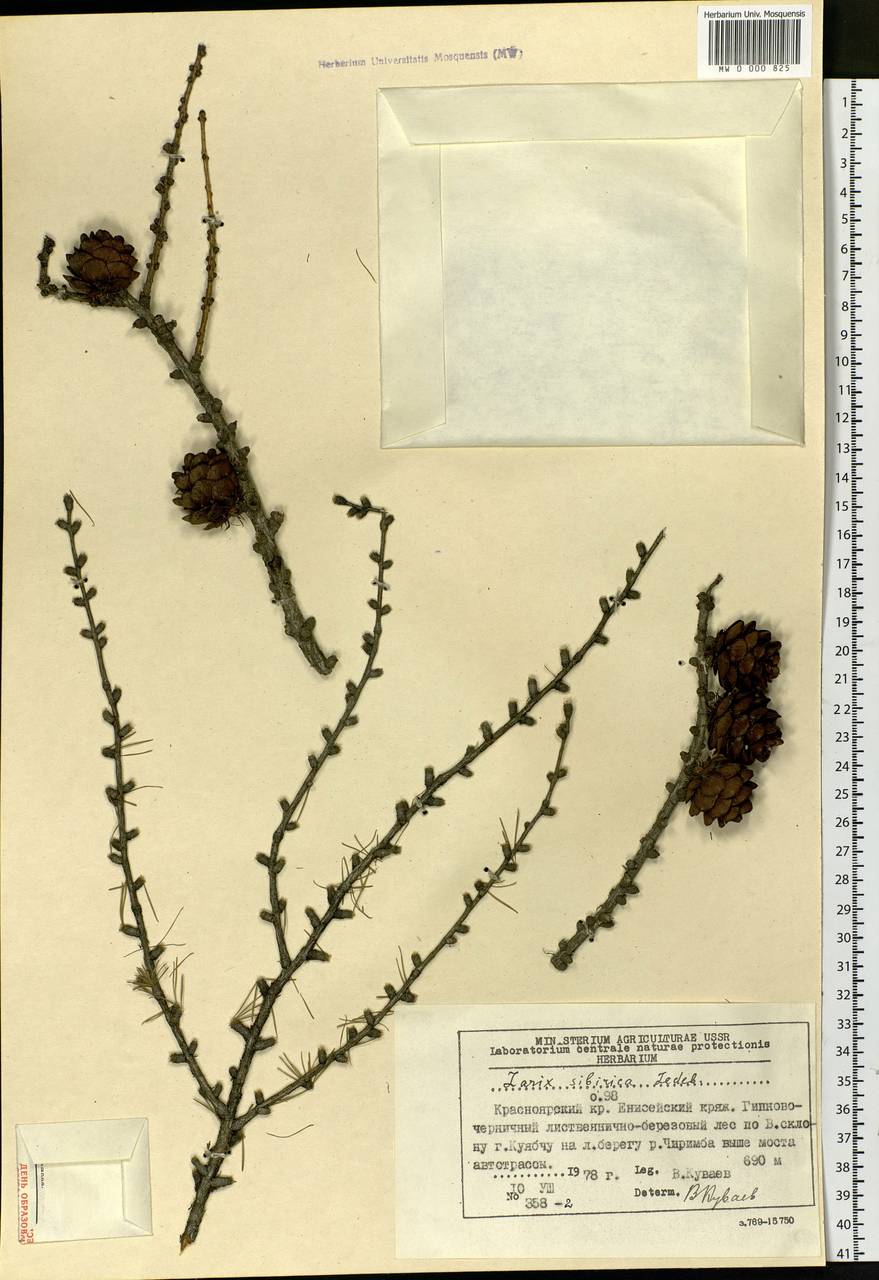 Larix sibirica Ledeb., Siberia, Central Siberia (S3) (Russia)