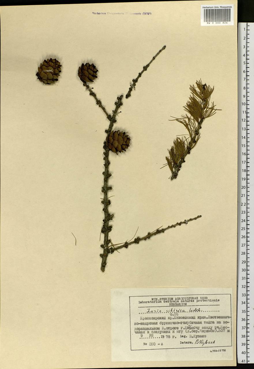 Larix sibirica Ledeb., Siberia, Central Siberia (S3) (Russia)