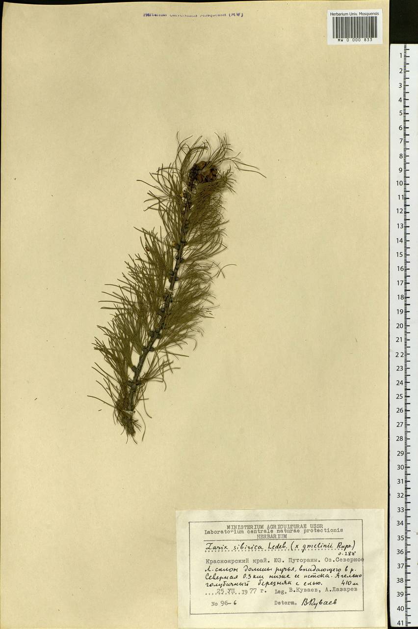 Larix sibirica Ledeb., Siberia, Central Siberia (S3) (Russia)