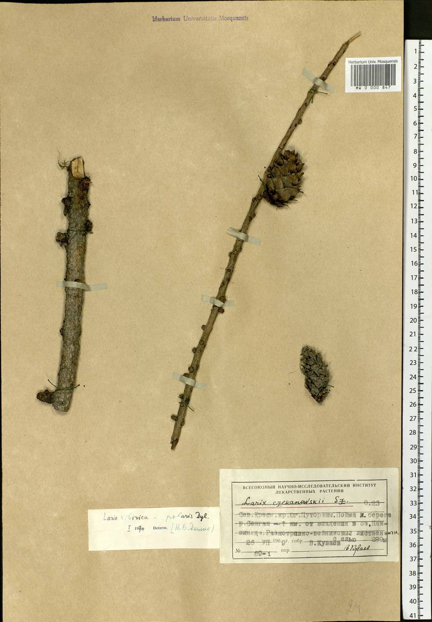 Larix sibirica Ledeb., Siberia, Central Siberia (S3) (Russia)