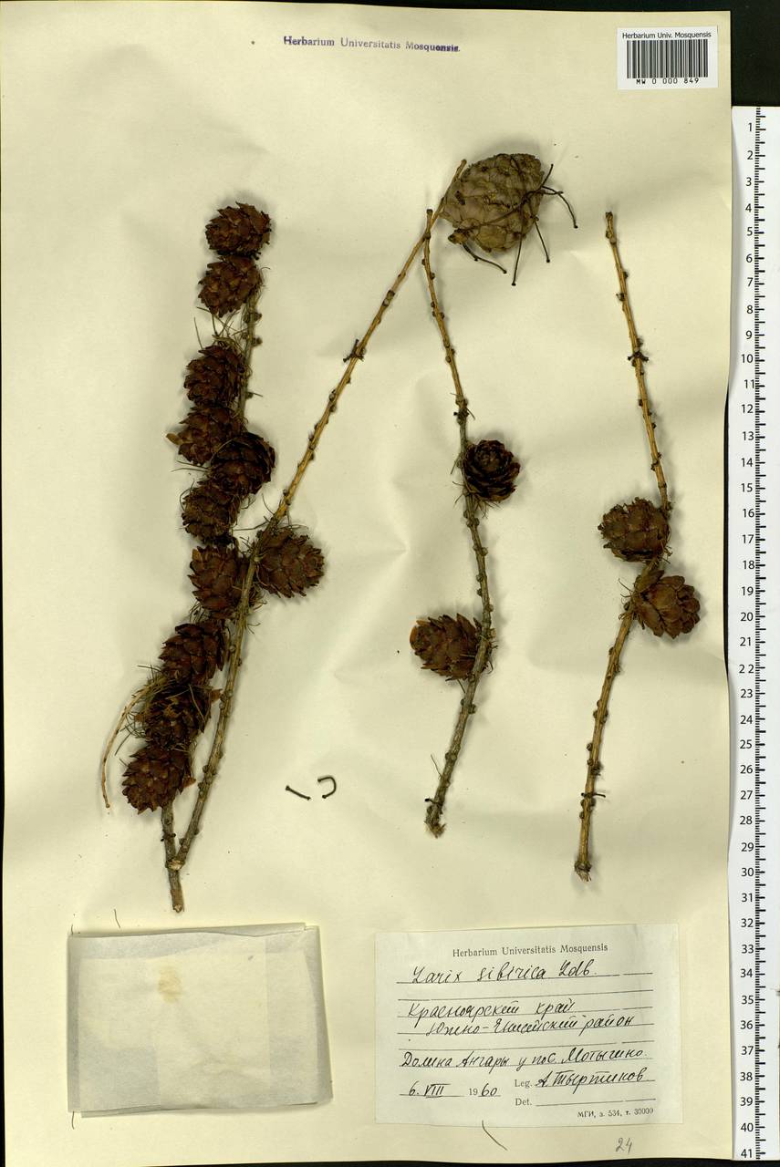 Larix sibirica Ledeb., Siberia, Central Siberia (S3) (Russia)