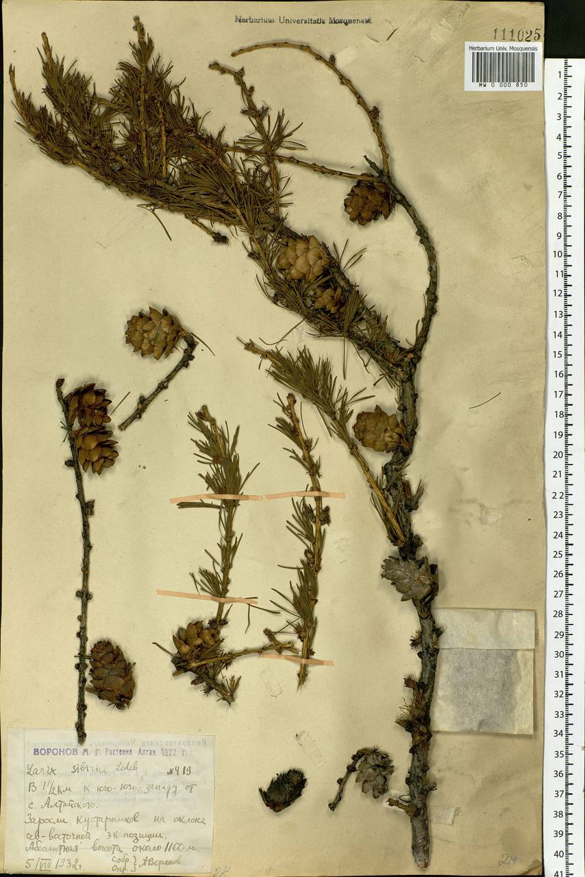 Larix sibirica Ledeb., Siberia, Western (Kazakhstan) Altai Mountains (S2a) (Kazakhstan)