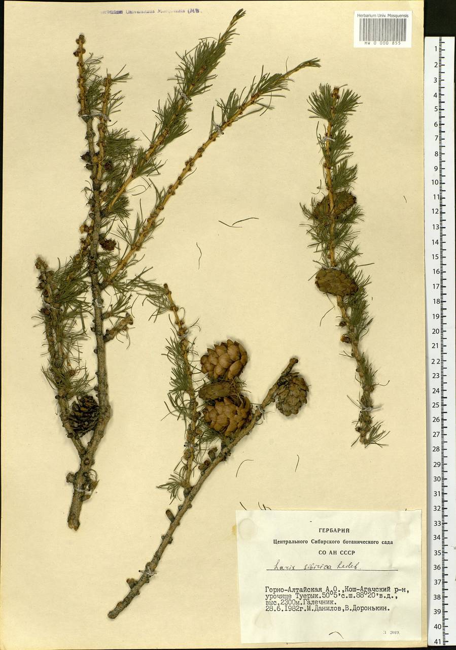 Larix sibirica Ledeb., Siberia, Altai & Sayany Mountains (S2) (Russia)