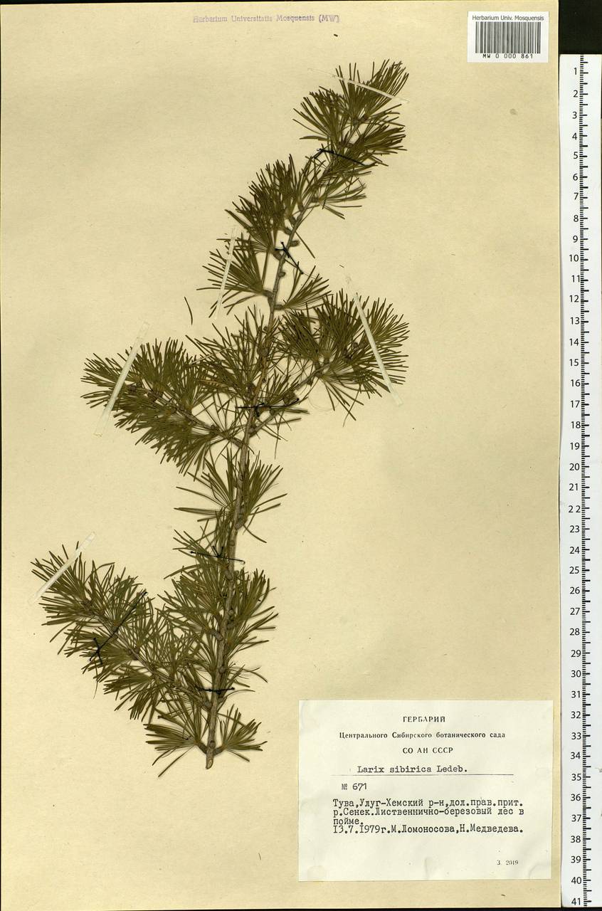 Larix sibirica Ledeb., Siberia, Altai & Sayany Mountains (S2) (Russia)