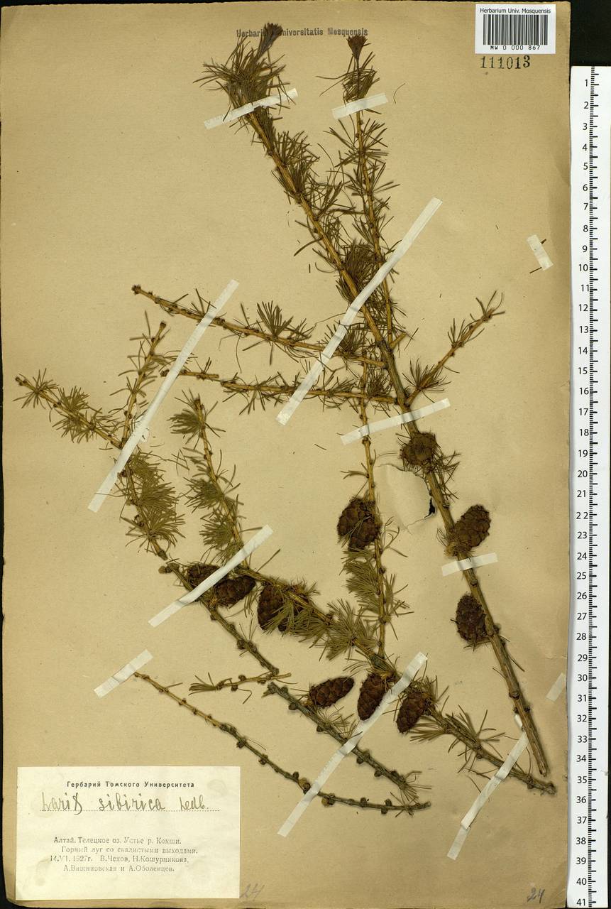 Larix sibirica Ledeb., Siberia, Altai & Sayany Mountains (S2) (Russia)