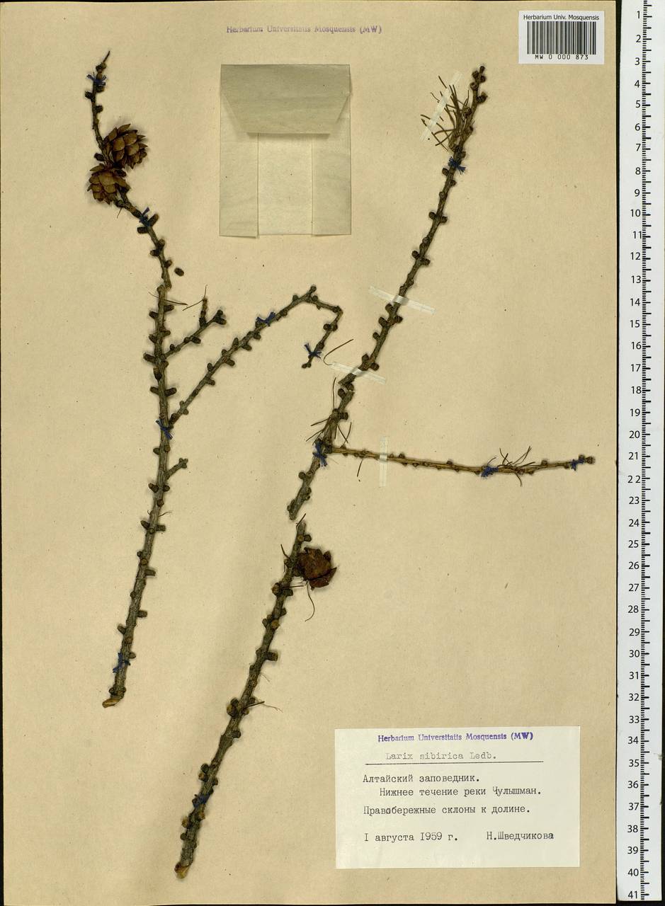 Larix sibirica Ledeb., Siberia, Altai & Sayany Mountains (S2) (Russia)