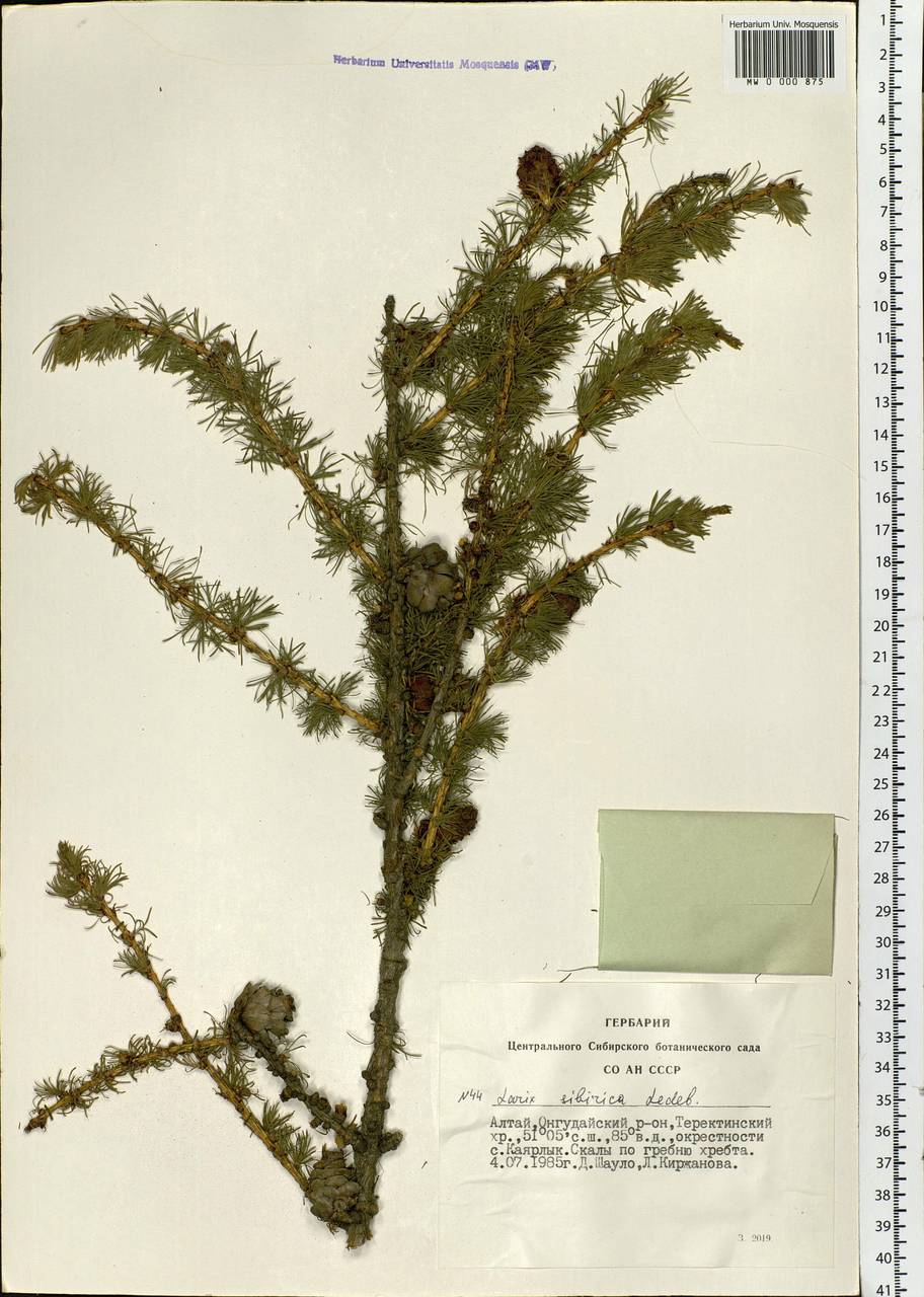 Larix sibirica Ledeb., Siberia, Altai & Sayany Mountains (S2) (Russia)