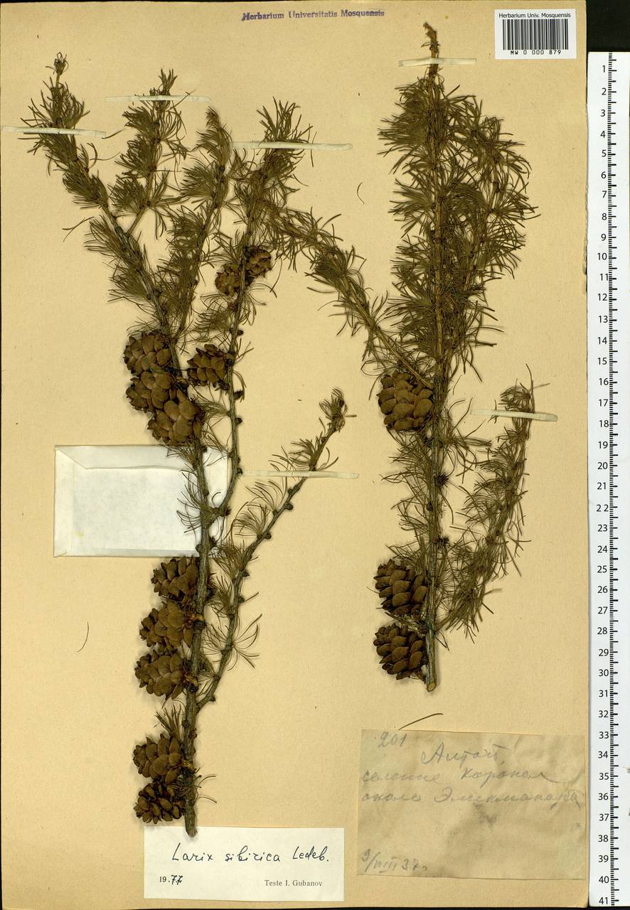 Larix sibirica Ledeb., Siberia, Altai & Sayany Mountains (S2) (Russia)