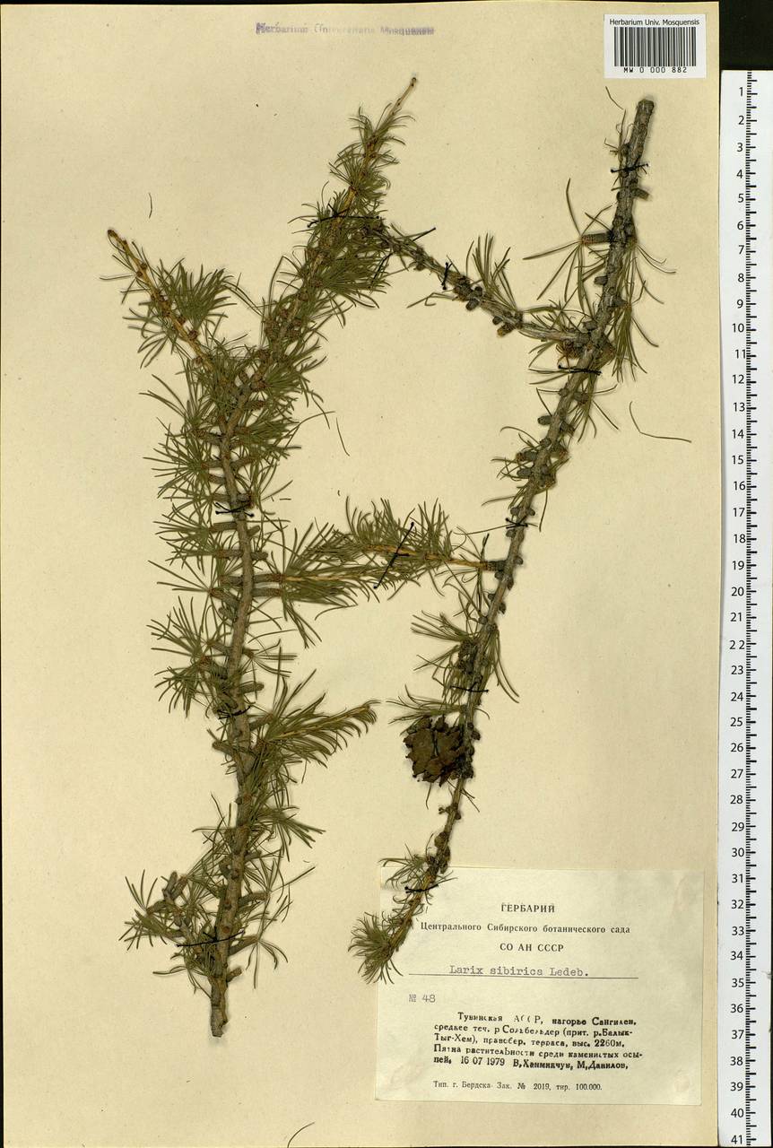 Larix sibirica Ledeb., Siberia, Altai & Sayany Mountains (S2) (Russia)