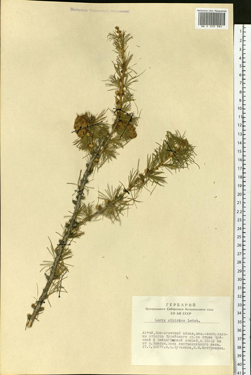 Larix sibirica Ledeb., Siberia, Altai & Sayany Mountains (S2) (Russia)