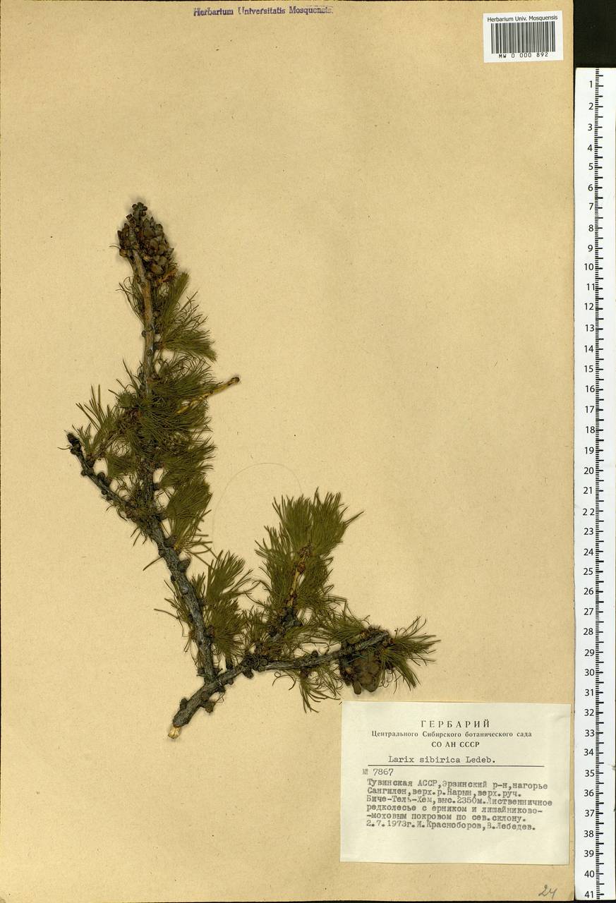 Larix sibirica Ledeb., Siberia, Altai & Sayany Mountains (S2) (Russia)