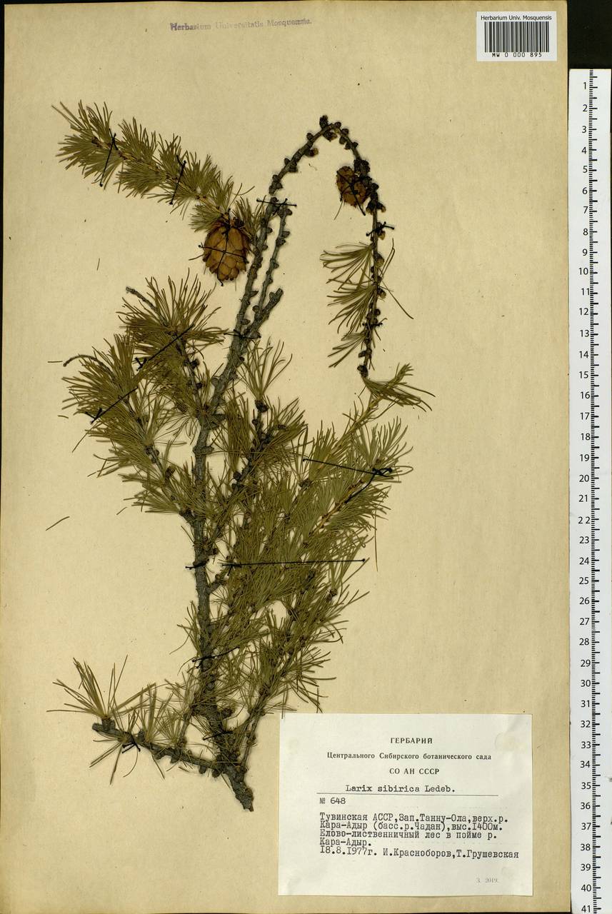 Larix sibirica Ledeb., Siberia, Altai & Sayany Mountains (S2) (Russia)