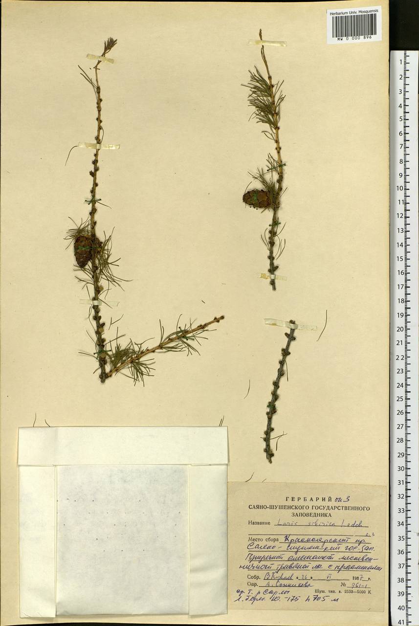 Larix sibirica Ledeb., Siberia, Altai & Sayany Mountains (S2) (Russia)