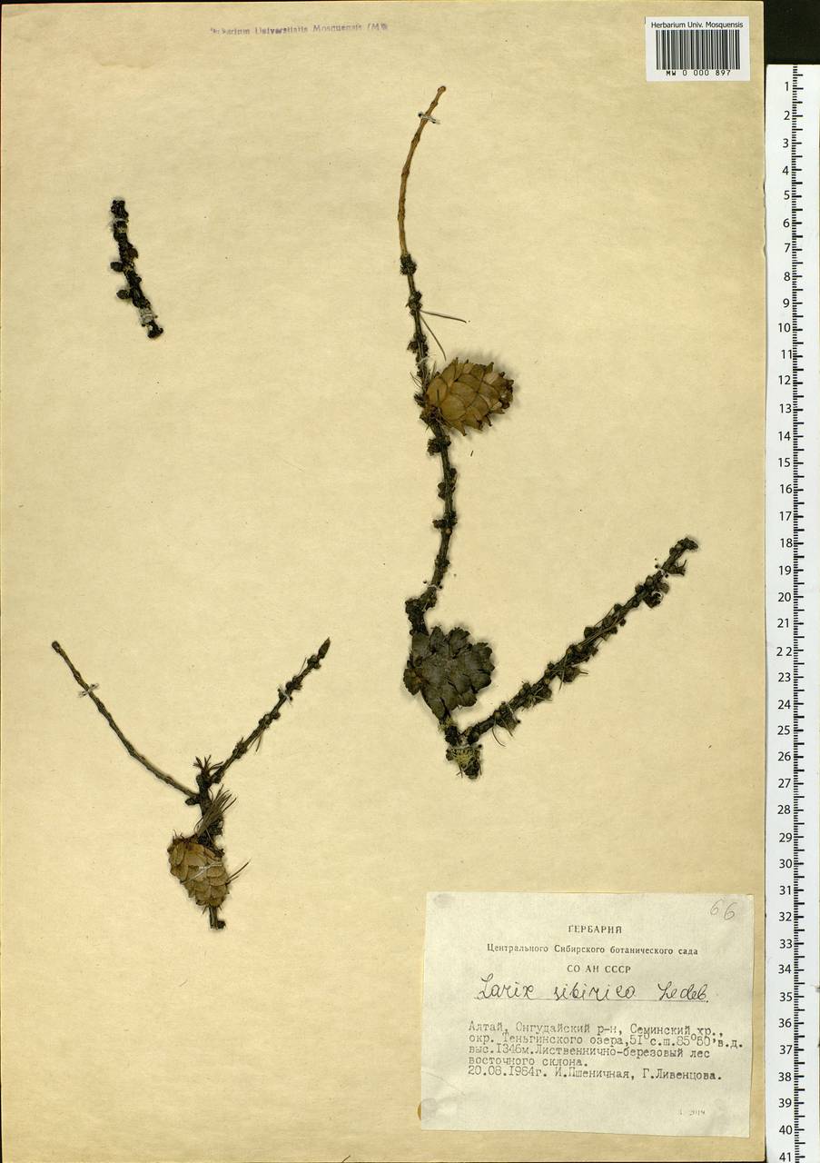 Larix sibirica Ledeb., Siberia, Altai & Sayany Mountains (S2) (Russia)
