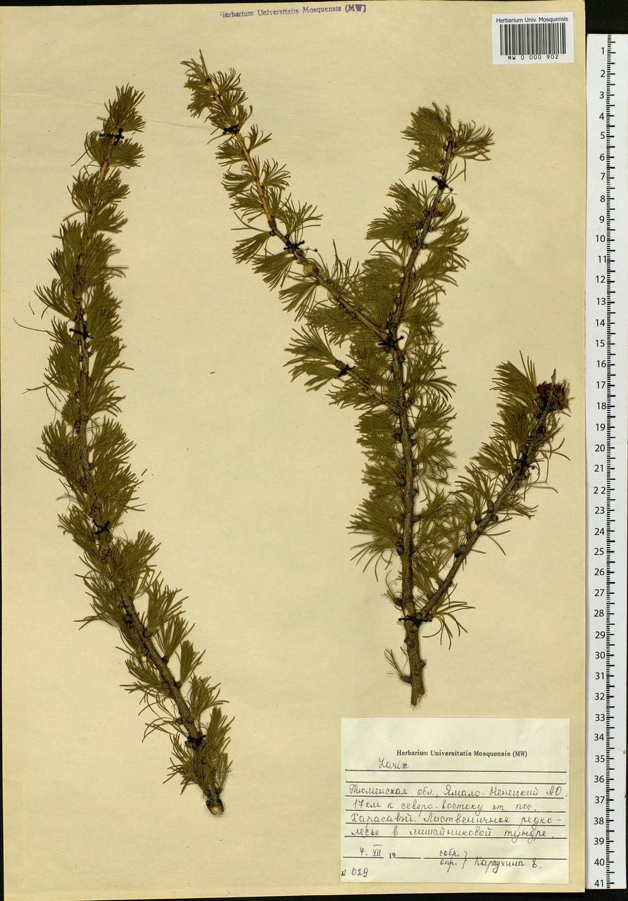 Larix sibirica Ledeb., Siberia, Western Siberia (S1) (Russia)