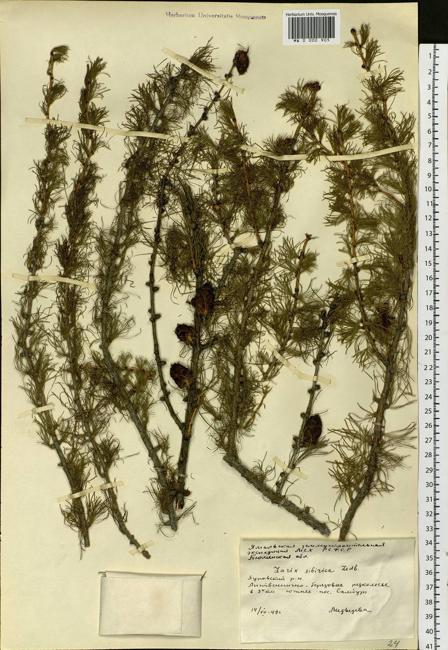 Larix sibirica Ledeb., Siberia, Western Siberia (S1) (Russia)
