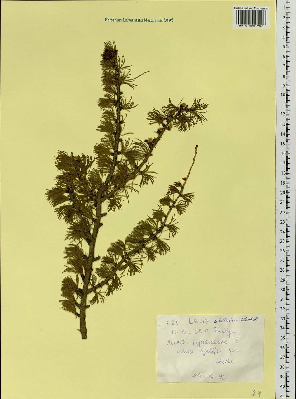 Larix sibirica Ledeb., Siberia, Western Siberia (S1) (Russia)