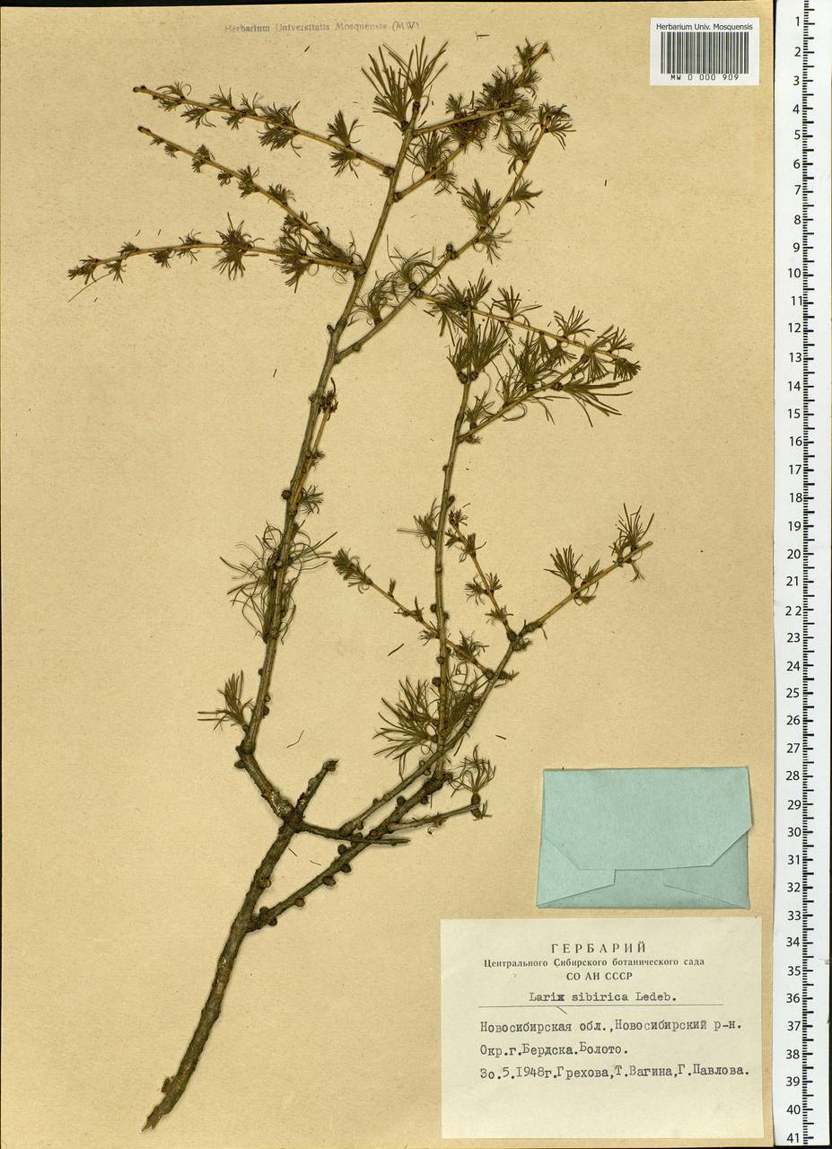 Larix sibirica Ledeb., Siberia, Western Siberia (S1) (Russia)